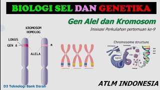 Gen Alel dan Kromosom  Genetika  D3 Teknologi Bank Darah  Lokus  Sentromer  Autosom Gonosom [upl. by Arodasi]