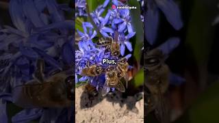 Bees are dangerous  The Shocking Truth About Bees shorts bees insects [upl. by Hoebart]