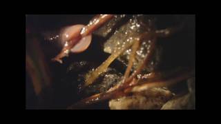 Earthworm eating leaf stem SEE quotNightcrawler science videos clipsquot [upl. by Lacagnia]