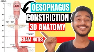 oesophagus anatomy 3d  constriction of oesophagus  esophageal constriction anatomy [upl. by Ykvir]