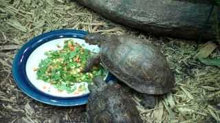 Ornate Wood Turtles Rhinoclemmys pulcherrima eating [upl. by Klinger]