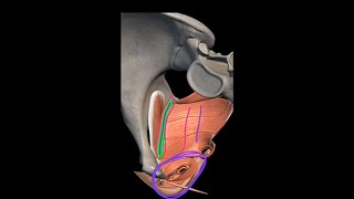 Pelvic floor Muscles  Levetor Ani Muscles Anatomy Tendinous Arch  Anococcygeal Body  3D Pelvis [upl. by Anadal]