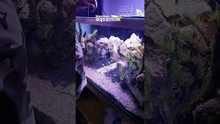 Watch the Process of Building an Aquatic Paradise  The Art of Aquascaping  Best Aquascapers fish [upl. by Duomham]