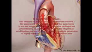 Cardiac Innervation [upl. by Sofia]