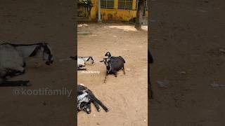 Kooti ku palagaram kuduthachi😃🥰🥰 kootifamily goats goateating asmr tamil [upl. by Onairot641]