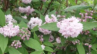 Fuzzy Pride of Rochester deutzia fuzzyprideofrochester [upl. by Marysa]