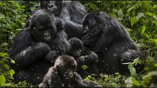 The Great Migration 10 Fascinating Animal [upl. by Dmitri]