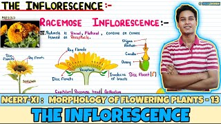 Morphology of Flowering Plants Lec 13 The Inflorescence Class 11 NEET Neetology [upl. by Freyah392]