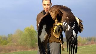 Hunting with a Golden Eagle  Amazing short movie [upl. by Zoeller]