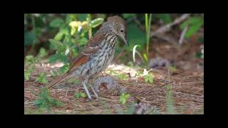 Brown Thrasher Feeding [upl. by Towne714]