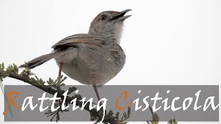 Rattling Cisticola Cisticola chiniana Bird Call amp Video Kruger Birds  Stories Of The Kruger [upl. by Scherle]