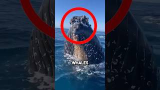 Massive whales ASK humans to remove barnacles 😱 shorts barnacles [upl. by Eustis]