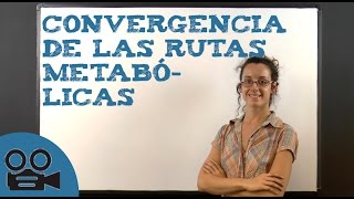 Convergencia de las rutas metabólicas [upl. by Caton]