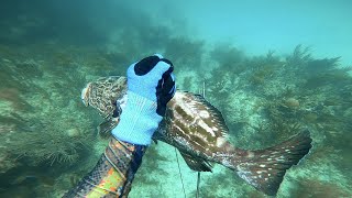 Bahamas Polespearing Spearfishing Yellowfin Grouper Neritic Polespear shorts [upl. by Atived792]