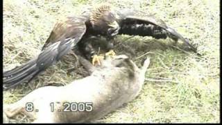 Adler beizt Reh  eagle catches deer [upl. by Garzon]