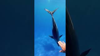 Dolphin Rescues Drowning Swimmer [upl. by Abate]