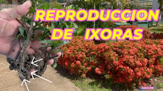 Los secretos de la REPRODUCCION de IXORAS  CONSEJOS expertos con PASOS SIMPLES ixora flores [upl. by Attaynik]