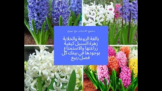 كيفية زراعة وانبات زهرة السنبل والاحتفاظ بها كل فصل ربيع Hyacinthus orientalis [upl. by Zetram]