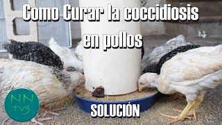 Como curar la COCCIDIOSIS en pollitos y evitar que vuelva darse [upl. by Ailahtan]