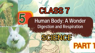 CLASS 7 SCIENCE CHAPTER 5 quotHUMAN BODY A WONDER DIGESTION AND RESPIRATIONquot PART 1 [upl. by Pax69]