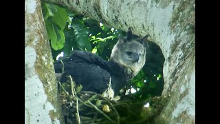 Rare Harpy Eagle Caught on Camera  Deadly 60  Series 2  BBC Earth [upl. by Uhile770]