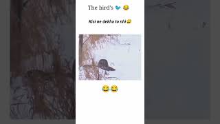 HILARIOUS Bird Moments That Will Leave You in STITCHES [upl. by Zil]