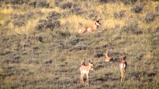 Rocky Mountain Ranches Ltd  Quality Private Land Hunting [upl. by Rhiana728]