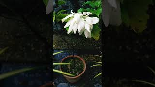 White Mussaenda Flower Plant Propagation amp Care gardening shorts india evergreen 28 October 2024 [upl. by Nodnahs]