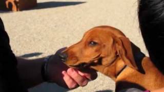 Dachshund UN [upl. by Guillema]