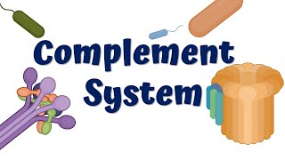 Complement System Animation [upl. by Brufsky587]