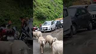 hadsar bridge sheep nature mountains love life bike ride shorts video trending ytshorts [upl. by Solberg]