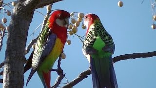 Rosellas Courting in Spring •▽• ❤♥ •▽• [upl. by Aridan261]