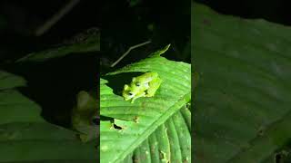 Sachatamia albomaculata amplexus costarica nature frogs glassfrogs amphibians [upl. by Caty]