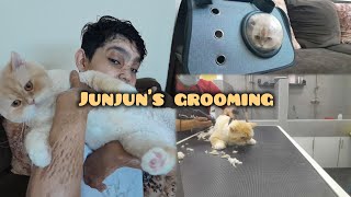 finally 2 months k baad junjun  grooming krwa li 🐈 😻 [upl. by Tterag]