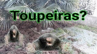 AS TOUPEIRAS DESTRUIRAM MEU JARDIM [upl. by Mauldon13]