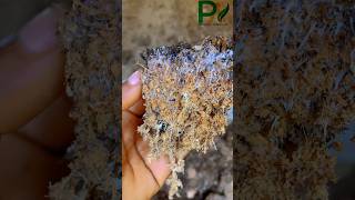 Mycelium network mycelium mushroom sterilization amazing [upl. by Dania458]