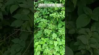 फोफसंडीतील घनदाट जंगलात एकटी अपंग गाय गुहेत राहते Icave nature gufa fofsandi [upl. by Gastineau]