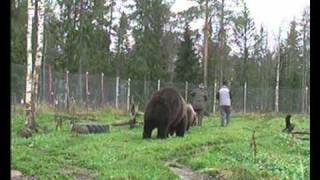 Ystävyyttä karhujen kanssa traileriavi [upl. by Portuna]