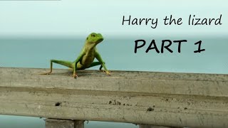 Harry the Lizard  Part 1 Death in Paradise  behind the scenes [upl. by Robma]