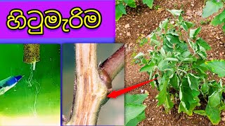 quotහිටුමැරිමquot බටු🍆 මිරිස් 🌶️ තක්කාලි 🍅 how to identify diseases🤔ampcontrol farming agriculture [upl. by Burris495]