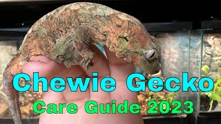 Chahoua Gecko Care Guide 2023 [upl. by Balfore]