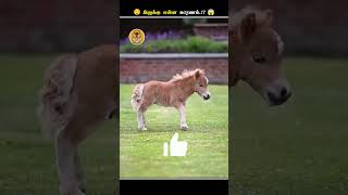 குதிரைகள் எதனால இப்படி கதறி அழுதுங்க  Horse Fake Crying Tears  Animal Voiceover Tamil [upl. by Noda]