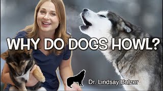 WHY DO DOGS HOWL  Veterinarian Explains [upl. by Thaddaus]