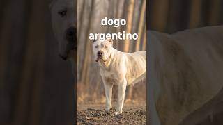 Scopri il Cane Argentino Un Documentario [upl. by Harlie]