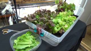 Lettuce Under Lights  Time to Harvest [upl. by Sheri]