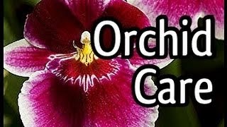 Miltoniopsis Orchid Care and how to bloom your Orchid Tips for Orchid watering and lighting too [upl. by Haldis]