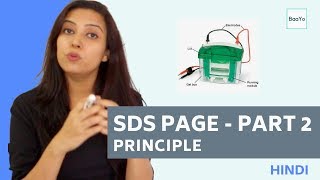 SDS PAGE  Part 2  Principle  Hindi [upl. by Nehcterg748]