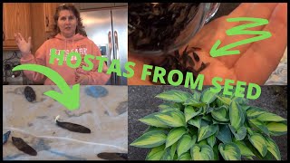 How to Grow Hostas From Seed Indoors Using Collected Hosta Seeds Seedlings [upl. by Eelra]