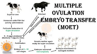 Multiple Ovulation Embryo Transfer  MOET  Animal Breeding  Dr Ghanshyam Jangid [upl. by Lydie131]