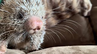 Prehensile tailed porcupine [upl. by Iain155]